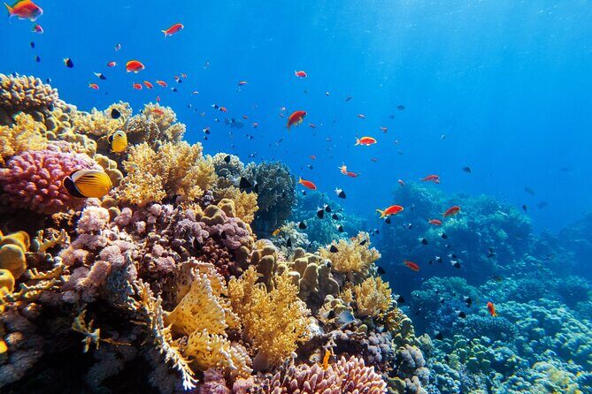 Contoy Adventure! Ixlache Reef Snorkel from Playa del Carmen - The Itinerary: What You Actually Do