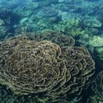 Coral Bay 2-Hour Coral Viewing and Snorkeling - What to Expect on the Day