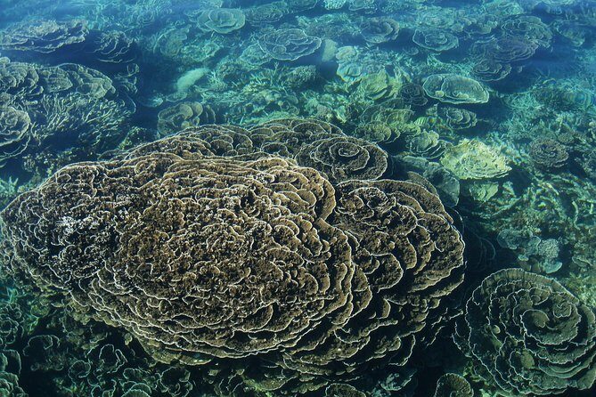 Coral Bay 2-Hour Coral Viewing and Snorkeling - What to Expect on the Day