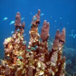 Coral Bay 3-Hour Turtle Ecotour - Why This Tour Is a Good Choice