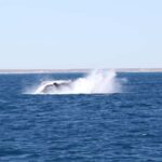 Coral Bay: 3-Hour Whale Watching Experience - Key Points