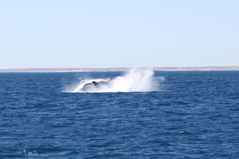 Coral Bay: 3-Hour Whale Watching Experience - Key Points