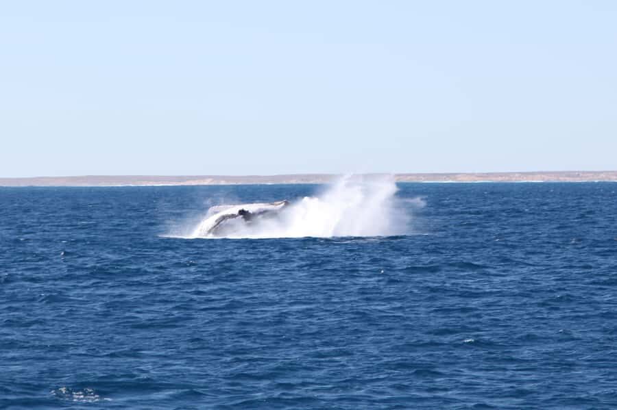 Coral Bay: 3-Hour Whale Watching Experience - Key Points