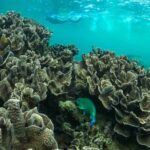 Coral By Kayak - Ningaloo Reef Half Day Kayak & Snorkel Tour - What to Expect During the Tour