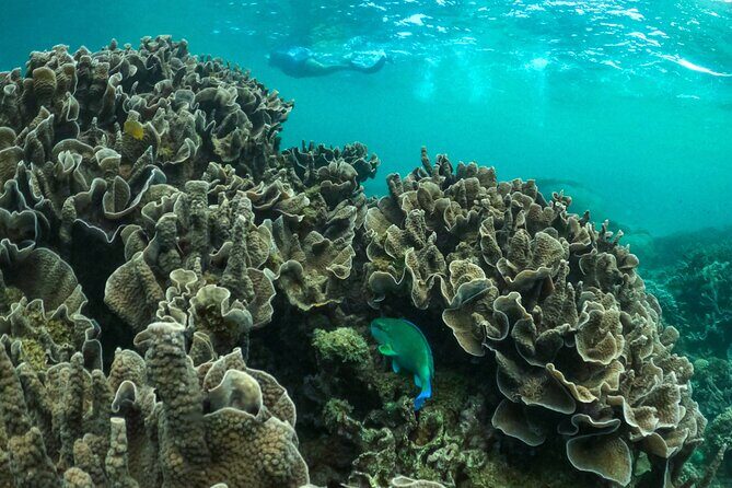 Coral By Kayak - Ningaloo Reef Half Day Kayak & Snorkel Tour - What to Expect During the Tour