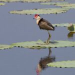 Corroboree Billabong Wetland Cruises - 1.5 hour Morning cruise - Who Should Consider This Tour?