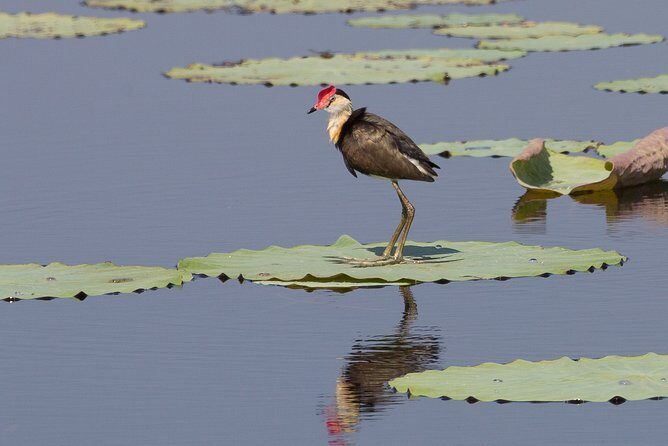 Corroboree Billabong Wetland Cruises - 1.5 hour Morning cruise - Who Should Consider This Tour?