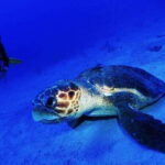 Costa Maya: Two Tank Fun Dive for Certified Divers - Who Is This Tour Best For?