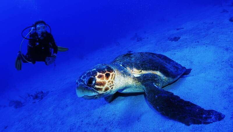 Costa Maya: Two Tank Fun Dive for Certified Divers - Who Is This Tour Best For?