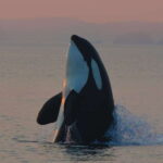 Cowichan Bay: Half-Day Whale & Wildlife Adventure - The Experience on the Water
