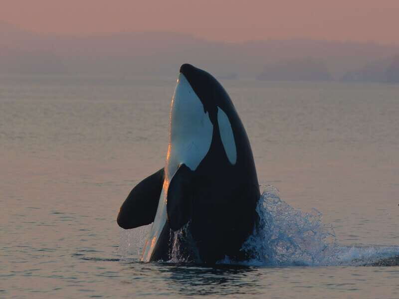 Cowichan Bay: Half-Day Whale & Wildlife Adventure - The Experience on the Water