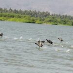 Coyuca Town Tour and Baby Turtle Release - FAQ