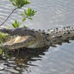 Cozumel 4x4 Adventure Punta Sur and Virgin Beach All Inclusive - Virgin Beach: A Slice of Paradise