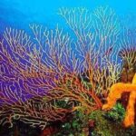 Cozumel Catamaran Experience with Snorkeling & Beach Club - FAQ