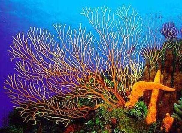 Cozumel Catamaran Experience with Snorkeling & Beach Club - FAQ