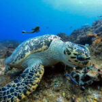 Cozumel: Discover Scuba Diving - Who Is This Tour Best For?