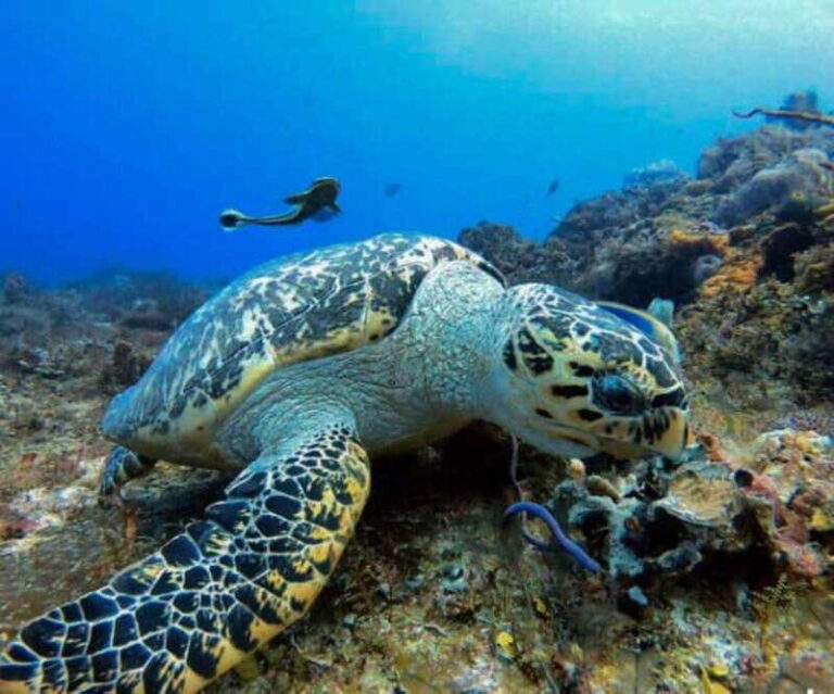 Cozumel: Discover Scuba Diving - Who Is This Tour Best For?