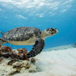Cozumel Discover Scuba Diving from boat - Why This Tour Works Well