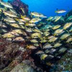 Cozumel Dive Package - Certified Divers from the Riviera Maya (4 dives) - Final Thoughts