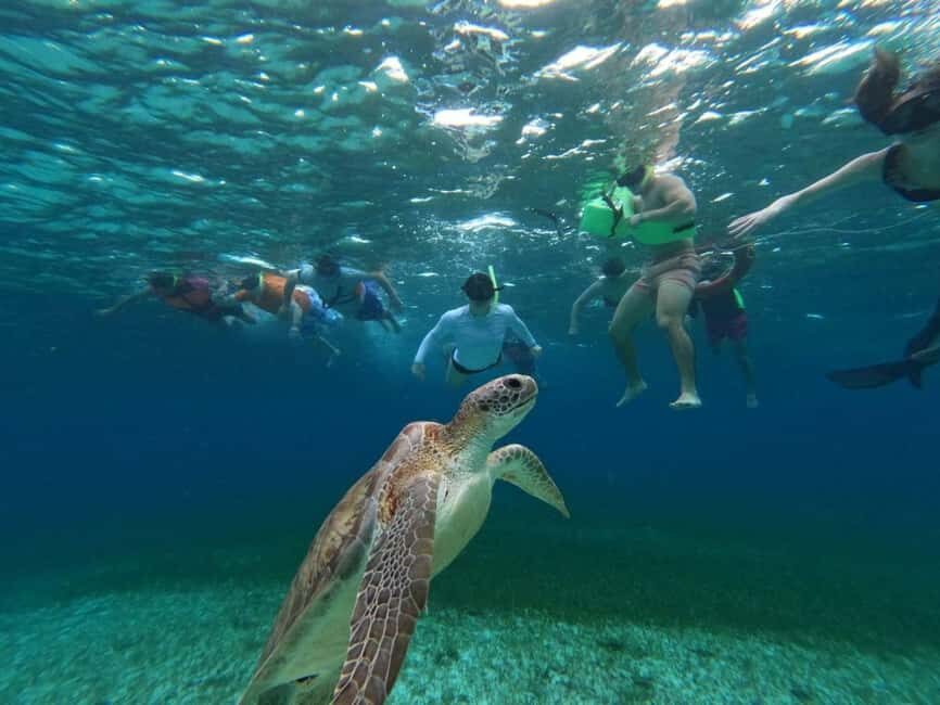 Cozumel, El Cielo: 4-Hour Shared Snorkeling Tour - The Experience from the Viewpoint of Past Travelers