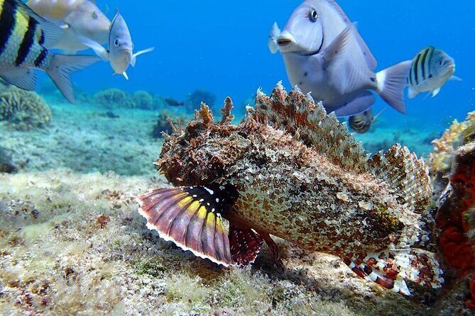Cozumel El Cielo Tour! Palancar & Colombia Reef from Cancun - Who Is This Tour Best For?