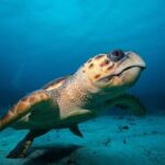 Cozumel Express 2-Tank Dives from Playa del Carmen/ Only for Certified Divers - Who Should Consider This Experience?