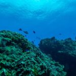 Cozumel: Fun Dive Adventure for Certificates - The Itinerary in Detail