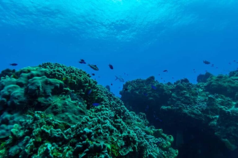 Cozumel: Fun Dive Adventure for Certificates - The Itinerary in Detail