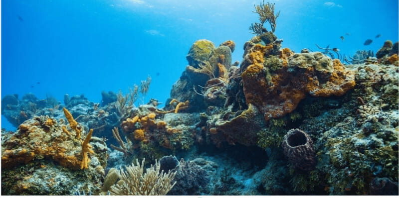 Cozumel: Ocean Dive - A Detailed Look at What the Tour Offers