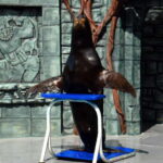 Cozumel: Sea Lion Program at Chankanaab Beach Adventure Park - Whats Included and Whats Not