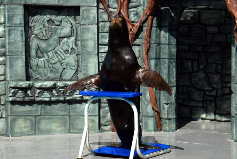 Cozumel: Sea Lion Program at Chankanaab Beach Adventure Park - Whats Included and Whats Not