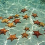 Cozumel Sea Safari Snorkeling Tour - FAQs