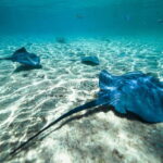 Cozumel: Snorkel and Swim with Stingrays - The Practical Details