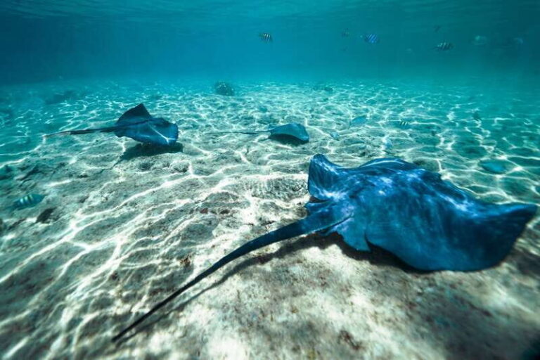 Cozumel: Snorkel and Swim with Stingrays - The Practical Details