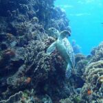 Cozumel Snorkel at El Cielo & 2 Reefs! Transportation from Tulum - Final Thoughts: Is This Tour Right For You?