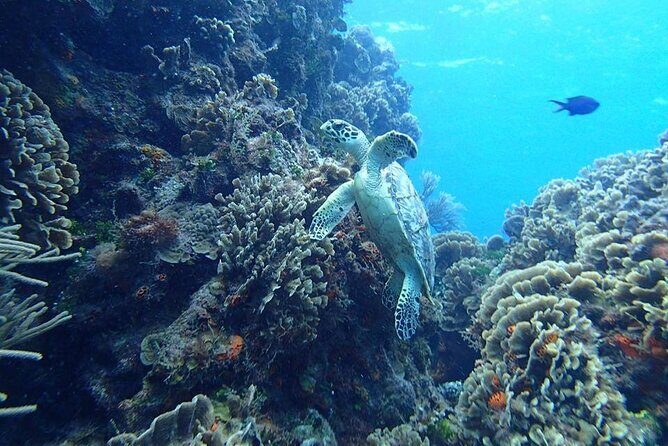 Cozumel Snorkel at El Cielo & 2 Reefs! Transportation from Tulum - Final Thoughts: Is This Tour Right For You?