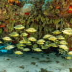 Cozumel: Snorkeling Boat Tour - Price and Value