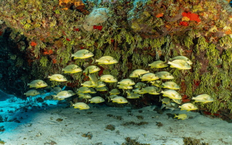 Cozumel: Snorkeling Boat Tour - Price and Value