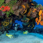 Cozumel: South Marine Park & Cozumel Reef Scuba Diving Tour - The Day in Detail: What to Expect