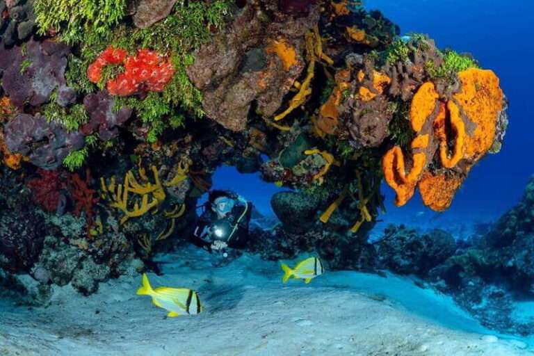 Cozumel: South Marine Park & Cozumel Reef Scuba Diving Tour - The Day in Detail: What to Expect