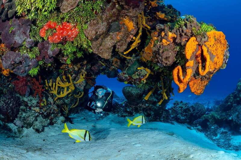 Cozumel: South Marine Park & Cozumel Reef Scuba Diving Tour - The Day in Detail: What to Expect