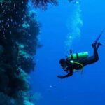 Cozumel: Twilight and Night Dive for Certified Divers - Whats Included and Whats Not