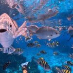 Cozumel's Best: Snorkel Adventure in El Cielo and El Cielito - What’s Included and What to Keep in Mind