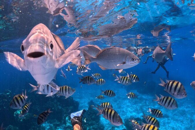 Cozumel's Best: Snorkel Adventure in El Cielo and El Cielito - What’s Included and What to Keep in Mind