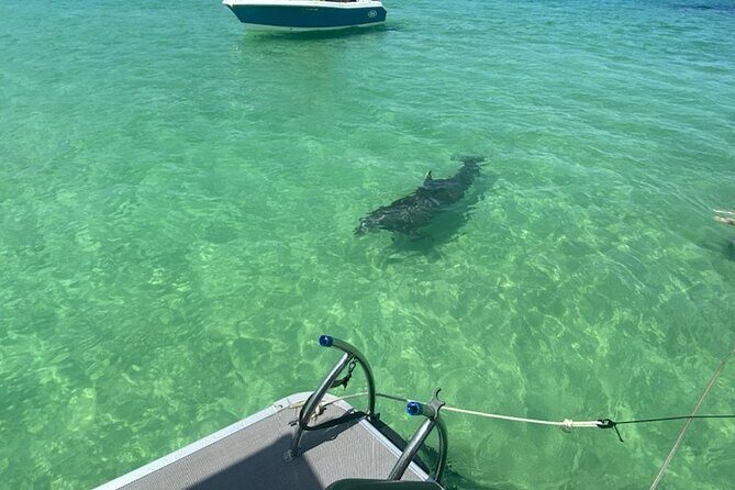 Crab Island Party!! Lily Pad, Paddleboard, Speaker & Cooler - Analyzing the Cost and Value