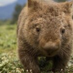 Cradle Mountain Half Day Park Explorer Tour with Lunch - What to Expect from Each Stop