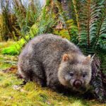 Cradle Mountain National Park Day Tour from Launceston - The Value of the Experience