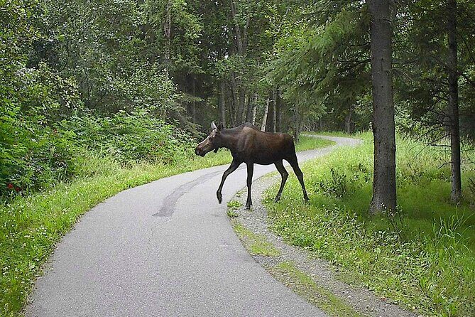 Creative Soul Scavenger Hunt Anchorage on the Tony Knowles Trail - The Experience: An In-Depth Look