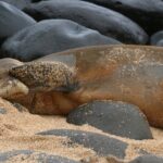 Creative Soul Scavenger Hunt( Hanapepe, Kauai) - How does it work practically?