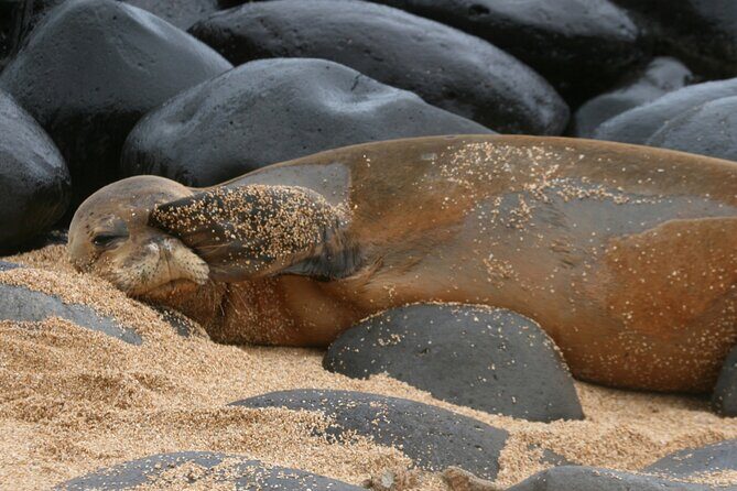 Creative Soul Scavenger Hunt( Hanapepe, Kauai) - How does it work practically?